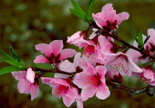 元月份是什么花开,元月梅花香满园