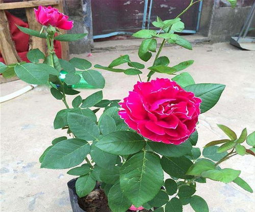 用洋葱种月季能活吗怎么养,月季花的天然营养液