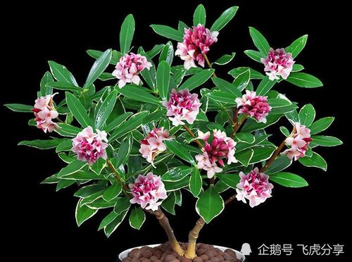 什么盆栽花香味浓郁,打造家中自然香氛角落