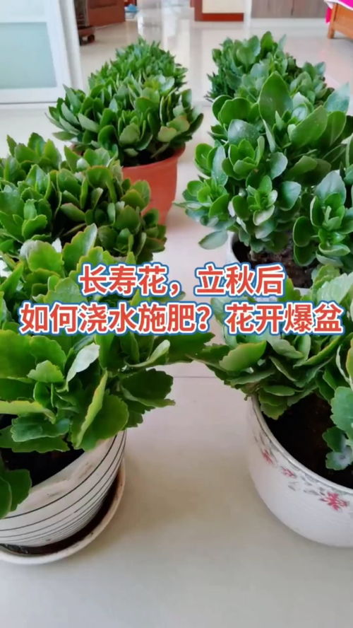 长寿花如何浇水,科学浇水，让花开不断