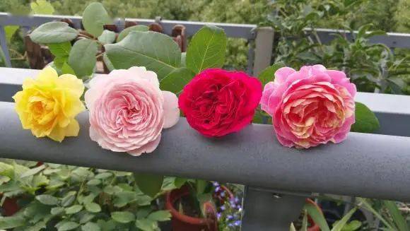 月季早春芽能开花吗怎么养,月季早春芽芽能开花吗?
