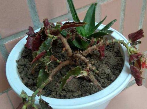 怎么种植仙人鞭,从选种到养护的全程指南