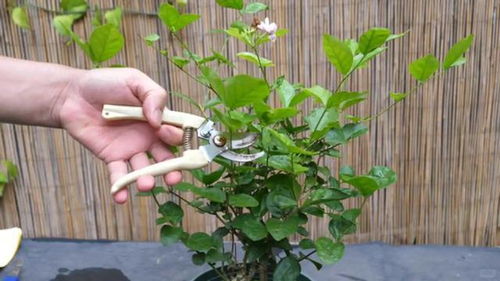 如何给茉莉花修剪,塑造优美花姿，提升观赏价值