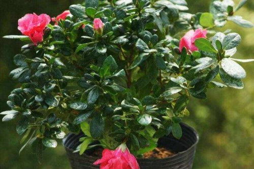 杜鹃花怎么养家庭养法,打造美丽家园的秘诀