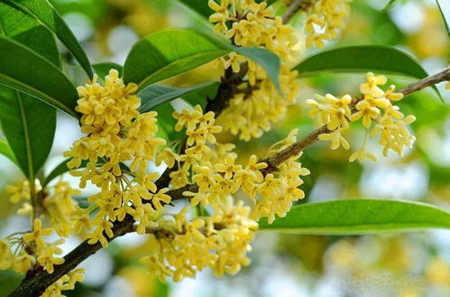 桂花在什么季节开,桂花盛开的季节之谜”