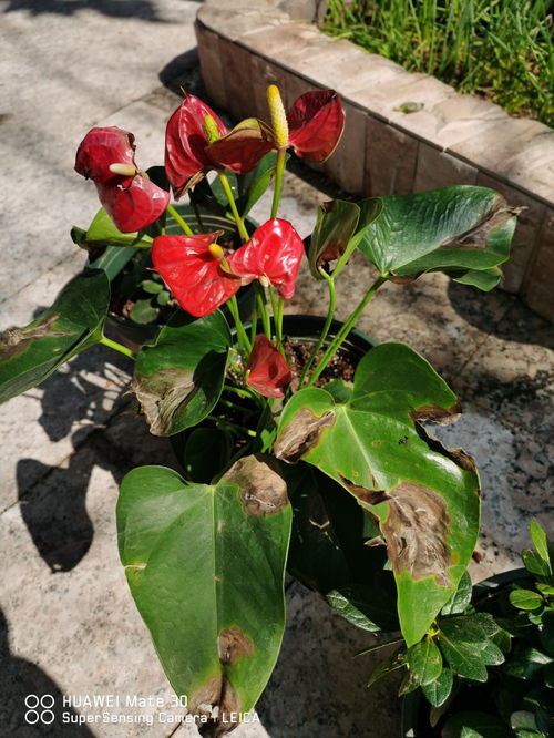 花卉都得什么病,花卉常见病害解析与防治策略
