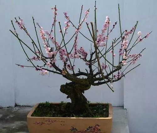 梅花什么时间压条,春暖花开新枝生