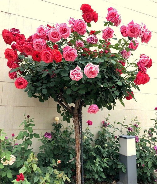 哪些树可以嫁接月季花,优选砧木，绽放花中皇后之美