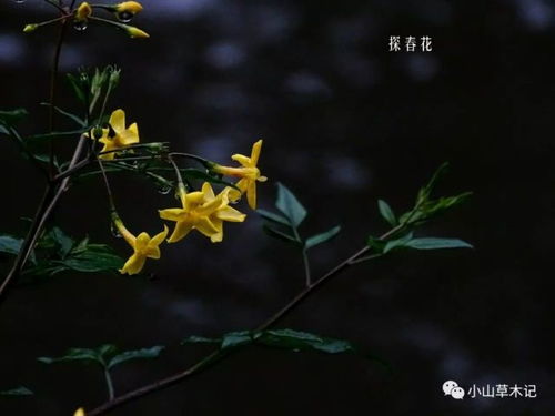 探春花和迎春怎么分辨