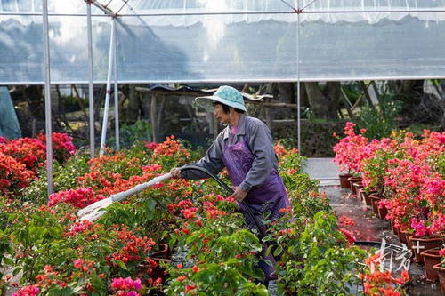 广东适合种什么花,多样花卉绽放四季美景