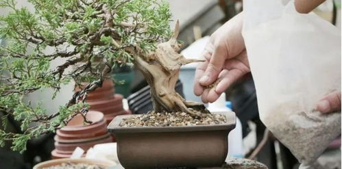 盆景为什么要用盆,盆中造景，意境无限