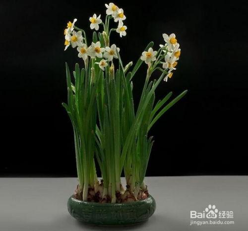 水仙花怎么养,从生根到绽放