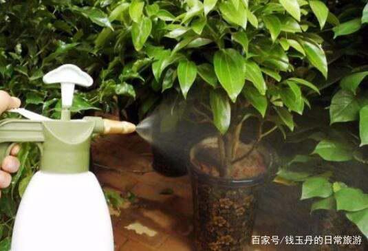 绿宫廷用什么肥,绿色肥料的力量