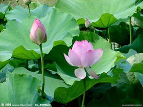 荷花长什么样子,自然之美与生命之韵