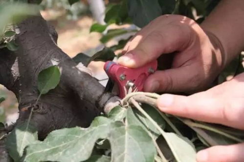 花截枝怎么防腐烂,花截枝防腐烂技巧解析