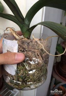 烂根蝴蝶兰如何再生,重焕生机，再续花季