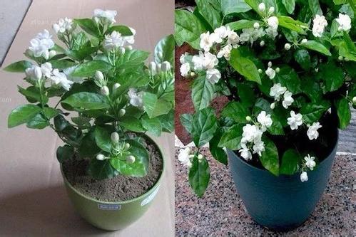 茉莉花怎么养,绽放芬芳的秘诀