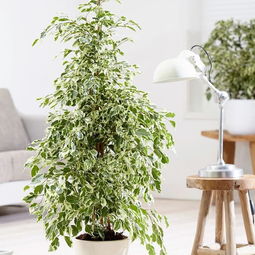 花叶榕怎么养殖,打造家居绿意盎然