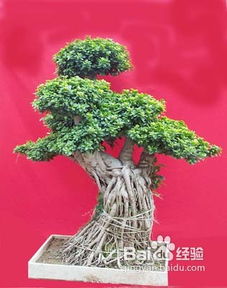 榕树盆景如何养护