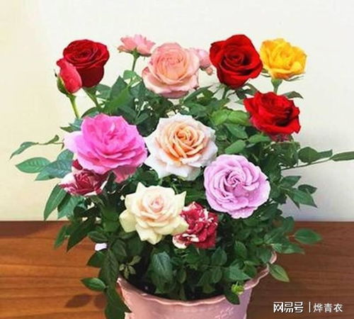 什么时候盆栽玫瑰,揭秘盆栽玫瑰绽放的秘密时刻