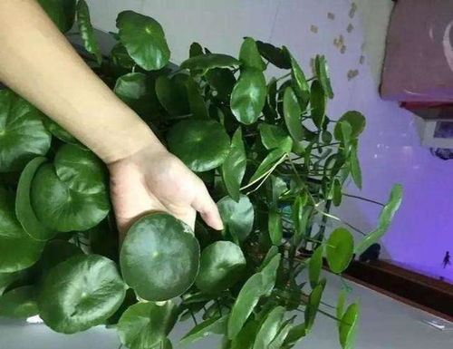 绿宫廷用什么肥,绿色肥料的力量