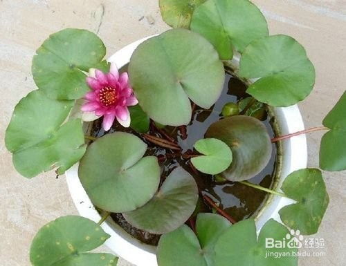 如何种植睡莲