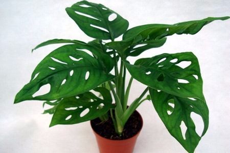 耐阴 高 植物有哪些