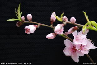 桃花长什么样,桃花的美丽轮廓