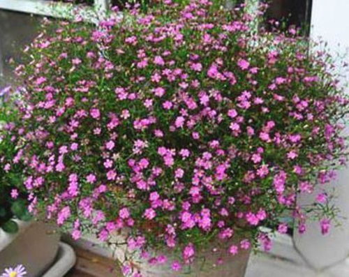 满天星如何收集种子,收获满园——满天星种子收集与培育指南