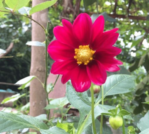 小丽花虫害有哪些,小丽花虫害种类及防治策略概述