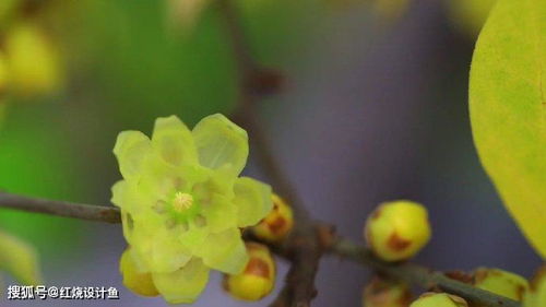 腊梅花的气味是什么