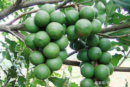 我喜欢吃水果用英语怎么说,Exploring the English Expressions for ‘I Like Fruit’