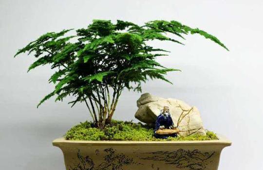 小棕树怎么养,打造健康绿植的秘诀