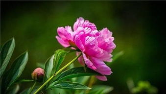 芍药花的花语是什么,探寻芍药花的花语与象征