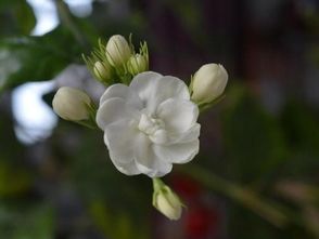 冬季的茉莉怎么管理,冬季茉莉养护攻略