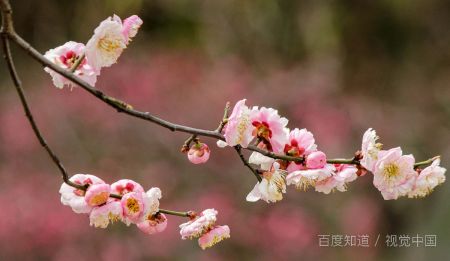 梅花怎么得开着,探寻冬季花开的秘密