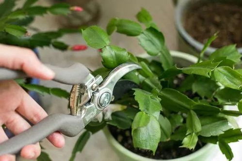 金合欢移植如何修剪,金合欢移植后的修剪技巧与养护指南