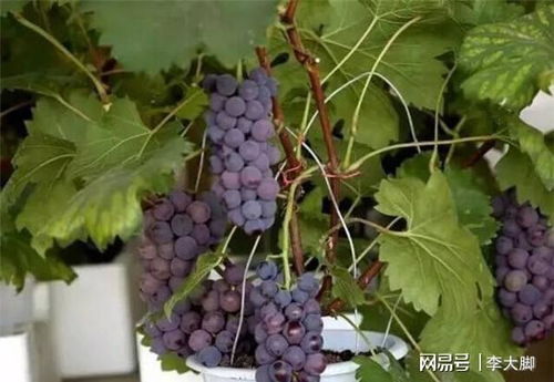 盆栽葡萄如何种植,轻松在家享受葡萄丰收