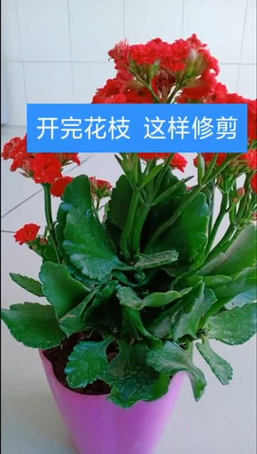 露微开完花怎么修剪,科学修剪,助您花卉焕发新生