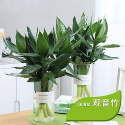 玻璃植物盆景怎么养,打造精致室内绿意