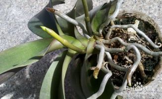 蝴蝶兰花怎么浇水,科学养护,绽放美丽