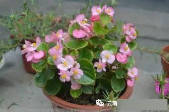 四季玻璃海棠花怎么养,从土壤到光照，全方位养护指南