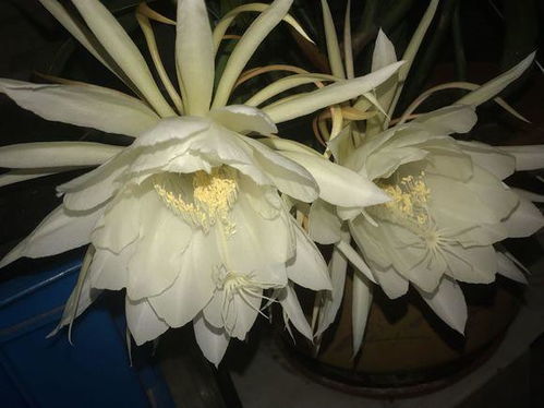 昙花要开花了怎么护理