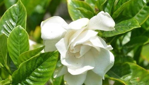 栀子花怎么养护的,打造家中清新绿意