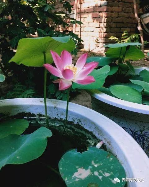 睡莲碗莲怎么种植,打造美丽水景的秘诀