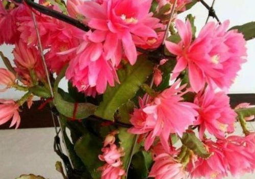 收的花怎么样养活,揭秘如何让收到的花朵绽放生机