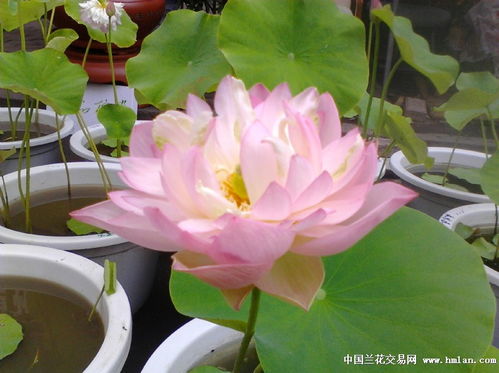 碗莲哪些品种,缤纷色彩，优雅绽放