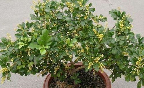 米兰花不生根用什么,探索植物生长新纪元