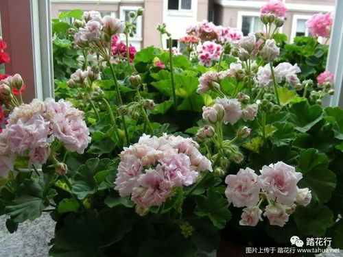 日本花喜什么水,探寻适宜的水质奥秘