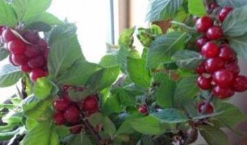 樱桃种植不生根怎么办?,樱桃种植不生根的解决策略